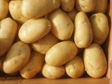 Gap farm fresh potatoes new Season