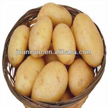 Hot sale 2013 new crop fresh potato