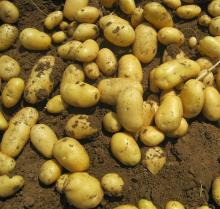 China Bulk Fresh Potato For Exporting
