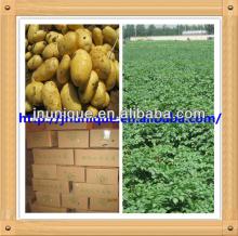 Factory new crop yellow skin potato