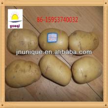 2013hot sale fresh holland yellow potato