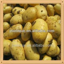 made in china hot sale fresh holland potato