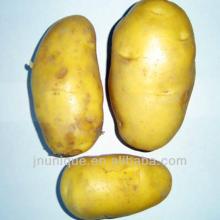 russian importers of  potato  made in china  2013   new   crop 