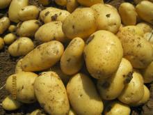 2013 fresh potato/holland type