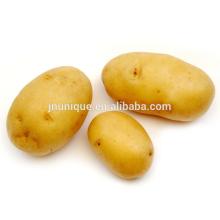 2014 new season crop fresh holland potato for sale