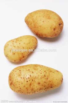 2014 seasonable  yellow   fresh   potato 