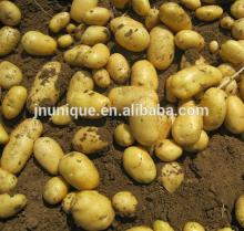 High quality fresh potato in bulk