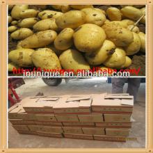 hot sale fresh holland potato made in china