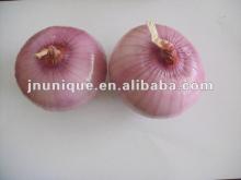 2012 fresh red yellow onion