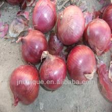 buy onion from china