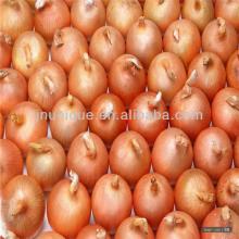 fresh red sweet onion