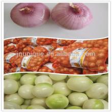 fresh red onion plants