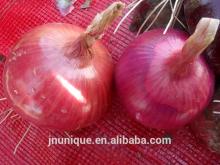 Round red onion in bulk