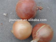 fresh onion exporter from china directly