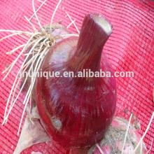 Fresh onion in different size