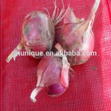 red big onion exporters from China