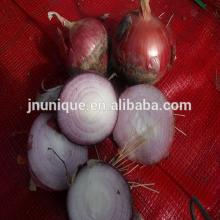 Wholesale Gansu fresh onion 2014 crop