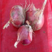 5-12cm  Bulk   Fresh   Red   Onion  for sale