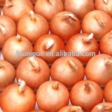 Chinese Fresh red onion in mesh bag package.MOQ:1X40FCL.