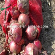 Chinese 2014 fresh onion exporter supplied by China factory for vegetable importers