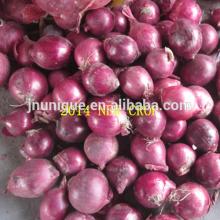Wholesale  bulk   fresh  vegetable 2014 Gansu onion in cheap price
