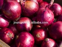 HACCP Gansu fresh red onion hot sale!!!!