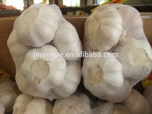 Wholesale 2014 elephant garlic latest price