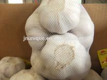 Selling fresh natural vegetables  elephant  garlic