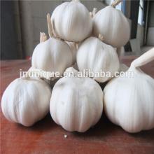 Best dates vegetables fresh garlic export in reefer container