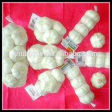 Need fresh garlic from ginger and garlic export company