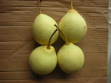 Fresh fruit,fresh pear,Ya pear