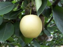Export new harvest fresh pear for sale