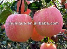 2013 china best price fuji apples