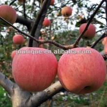 china gala fresh apple