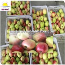 wholesale prices apple fruit,yantai gala apple