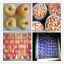Fresh apple fruit for sale,fresh gala apple for sale