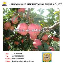 Sweet fresh Red Yantai Fuji red apple