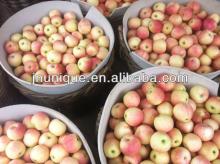 2012 best price gala apples
