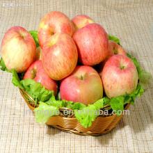  bulk   apples ,fresh apple fruit for sale