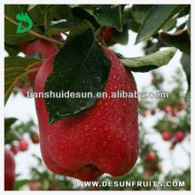 new crop 2013 fresh red delicous sweet crispy health Tianshui huaniu apple