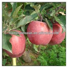 fresh red juicy mature health sweet crispy vitamin Tianshui huaniu apple