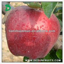 good quality fresh red delicous sweet crispy nutritive Tianshui huaniu apple