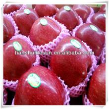 fresh red delicous sweet crispy vitamin and minerals Tianshui huaniu apple