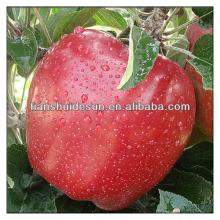 chinese 2013 fresh red delicous sweet crispy vitamin and minerals Tianshui huaniu apple