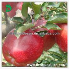 new season chinese 2013 fresh red delicous sweet crispy vitamin Tianshui huaniu apple