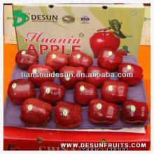 new crop 2013 fresh red delicous sweet crispy vitamin and minerals Tianshui huaniu apple