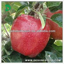 new season chinese fresh red delicous sweet crispy vitamin and minerals Tianshui huaniu apple