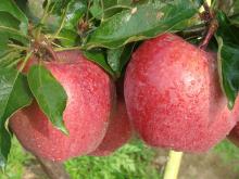 fresh sweet  red   huaniu   apple 