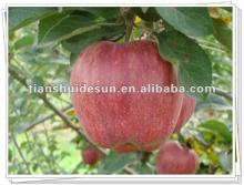  bulk   fresh  apple