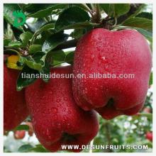 fresh red delicious crisp high quality huaniu apple